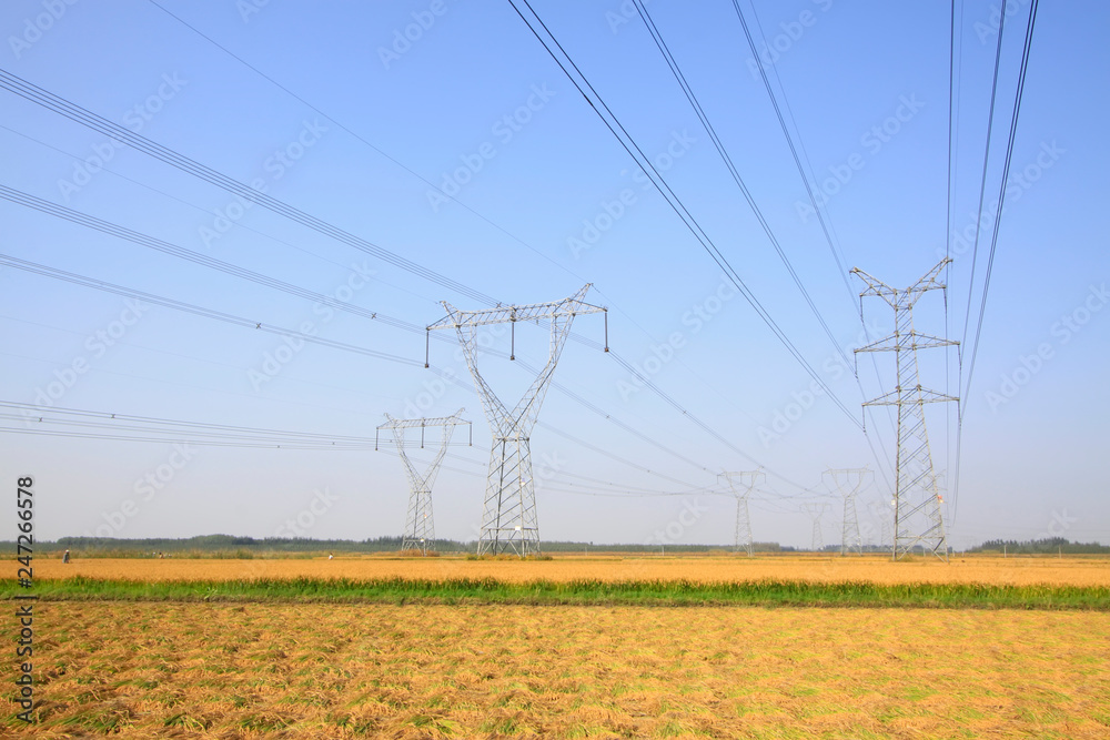 Rice and electric tower Rice and electric tower