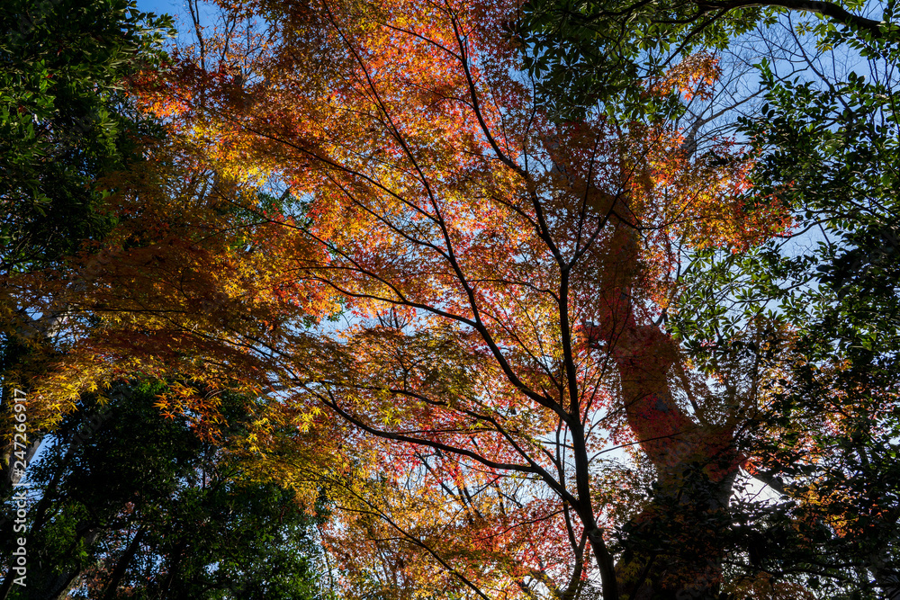 秋の金沢旅行　紅葉の兼六園