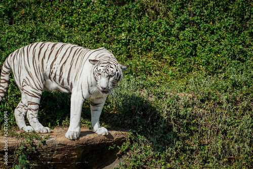 White tiger standing on the edge of rock in the natural zoo