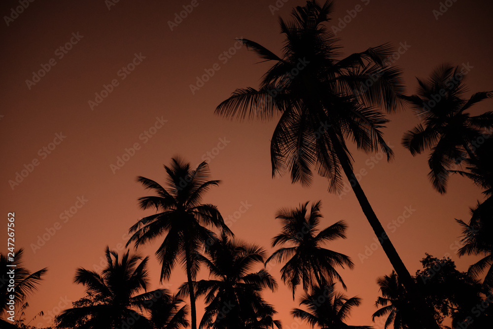 Exotic Orange Sunset Palm Silhouette Landscape. Sri Lanka Beach
