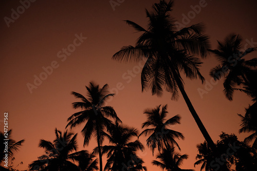 Fototapeta Naklejka Na Ścianę i Meble -  Exotic Orange Sunset Palm Silhouette Landscape. Sri Lanka Beach