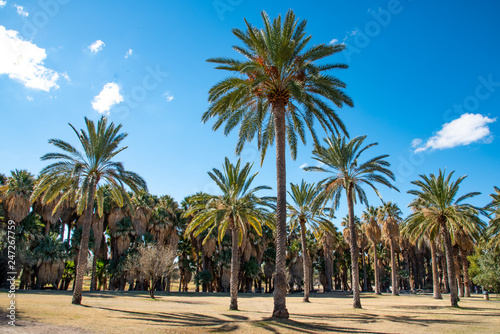Park full of palm trees