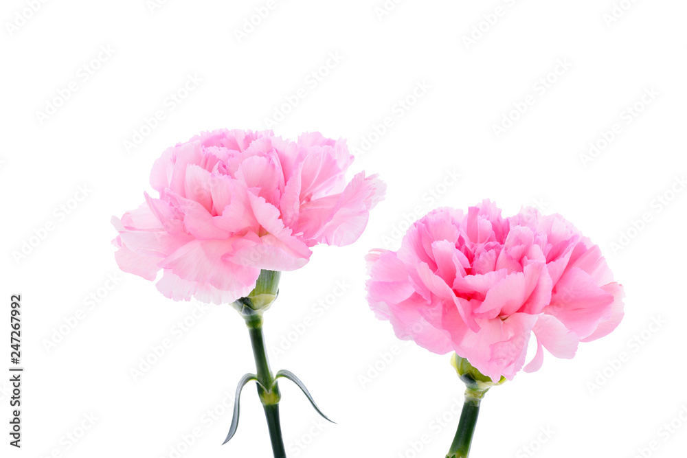 Pink carnations on white background