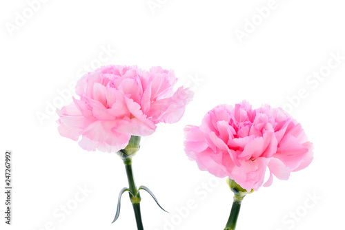Pink carnations on white background © Imagepocket