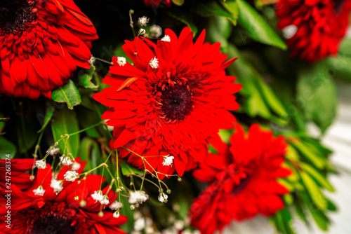 red flowers  beautiful flowers photo