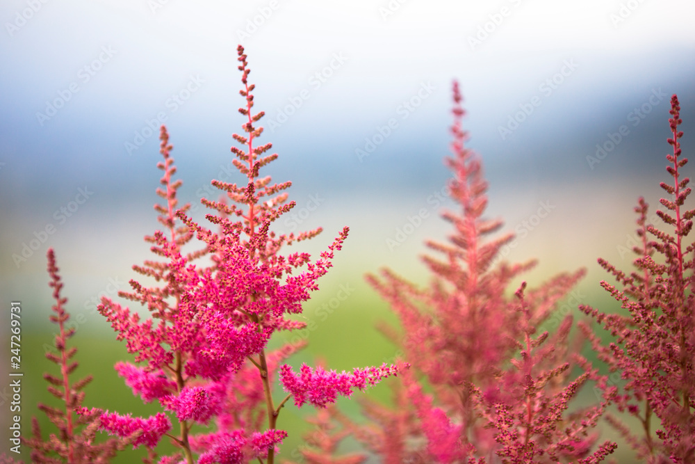 Beautiful flowers fuul bloom beside Lake Kawaguchi near Mount Fuji Japan Beautiful flowers fuul bloom beside Lake Kawaguchi near Mount Fuji Japan