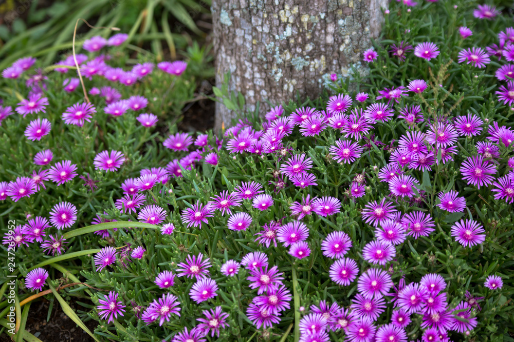 Beautiful flowers fuul bloom beside Lake Kawaguchi near Mount Fuji Japan Beautiful flowers fuul bloom beside Lake Kawaguchi near Mount Fuji Japan