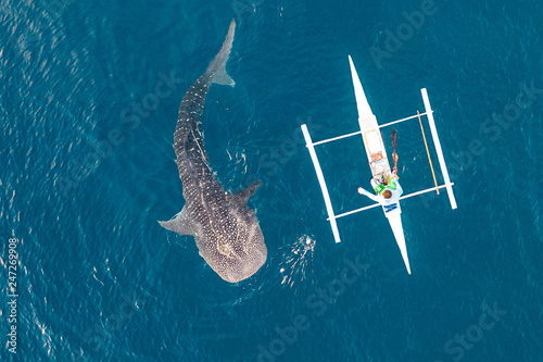 Aerial view from the drone. Fishermen feed gigantic whale sharks ( Rhincodon typus) from boats in the sea in the Philippines, Oslob.