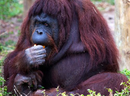 Orangutan at the Gladys Porter Zoo in Brownsville, Texas