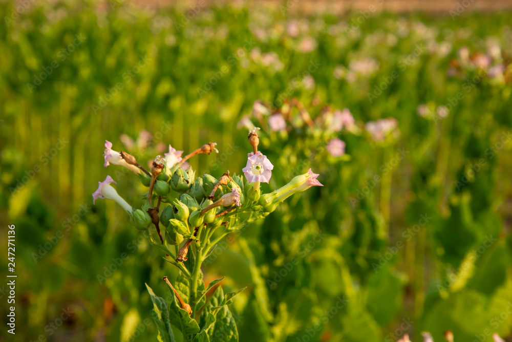 Tobacco field agriculture background Tobacco field agriculture background