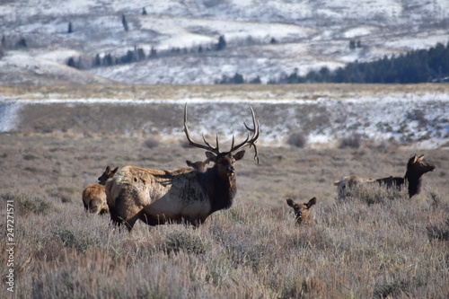The Wilds of Wyoming