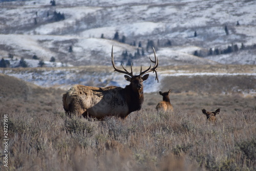The Wilds of Wyoming