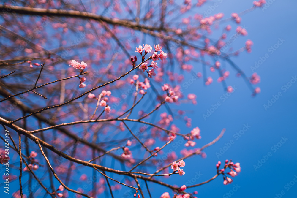 Spring blossom pink flowers Beautiful nature Spring blossom pink flowers Beautiful nature
