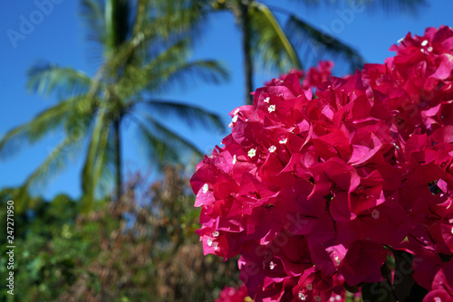 flowers in the garden in Hawaii