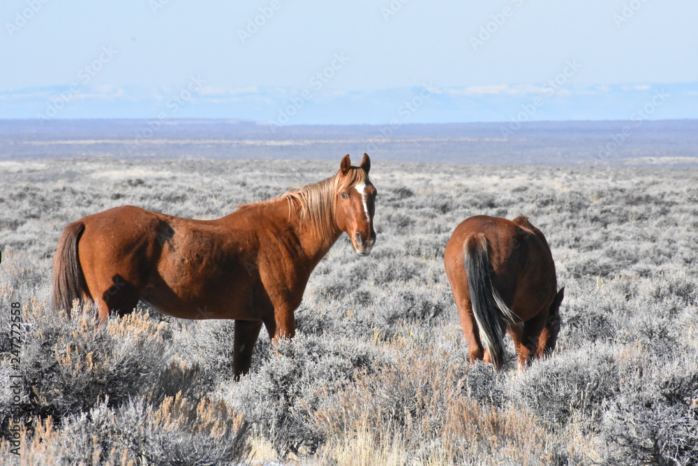 The Wild Animals of the Grand Tetons The Wild Animals of the Grand Tetons