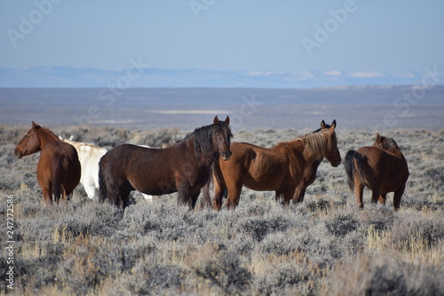 The Wild Animals of the Grand Tetons