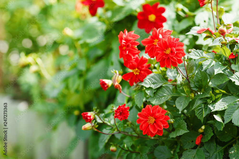 Natural summer background. Red Dahlia flower, closeup dahlia flower in full bloom in the garden Natural summer background. Red Dahlia flower, closeup dahlia flower in full bloom in the garden