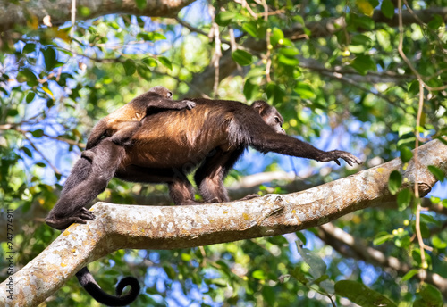 Mantled howler monkey (Alouatta palliata) walking in the canopy of rainforest with baby on her back, Puntarenas, Costa Rica