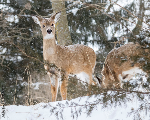  White-Tailed Deers during Snowstorm in Jester Park, Iowa, USA