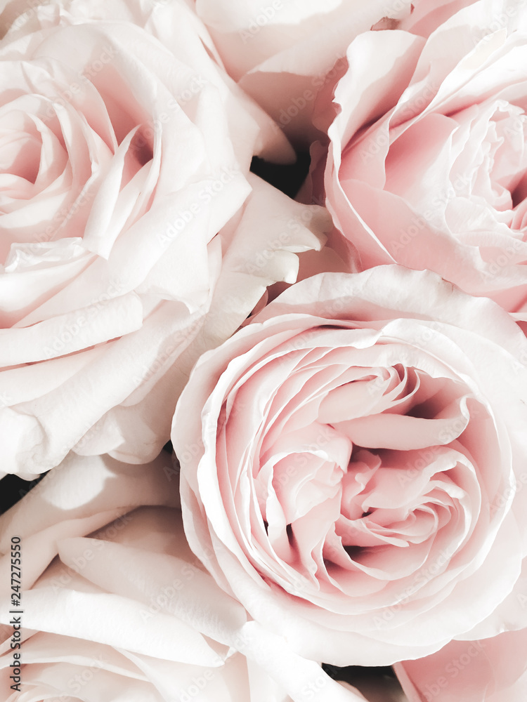 beautiful rose close-up petals Valentine background