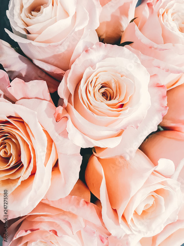 beautiful rose close-up petals Valentine background