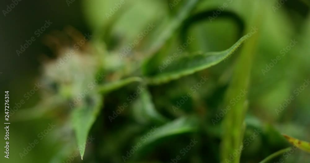Slow motion macro of scientist hands with gloves checking hemp plants in a greenhouse. Shot in 8K. Concept of herbal alternative medicine, cbd oil, pharmaceptical industry Slow motion macro of scientist hands with gloves checking hemp plants in a greenhouse. Shot in 8K. Concept of herbal alternative medicine, cbd oil, pharmaceptical industry