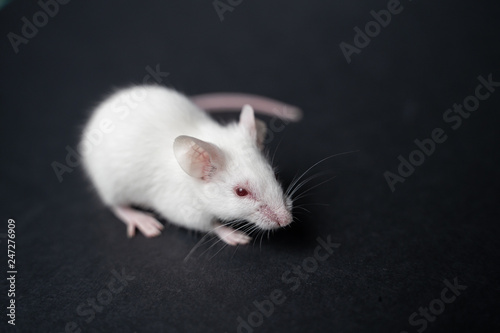 funny rat isolated on black background
