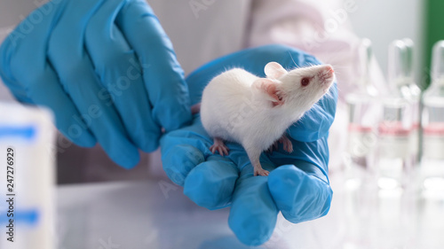 Laboratory transgenic mouse on the researcher's hand