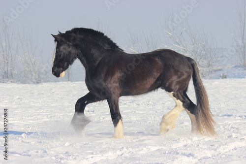 a huge beautiful black stallion of the Shire breed  a horse a heavy truck runs through the snow at a trot