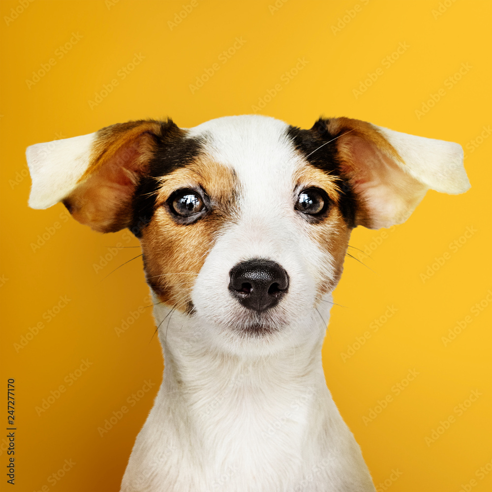 Adorable Jack Russell Retriever puppy portrait - obrazy, fototapety, plakaty 