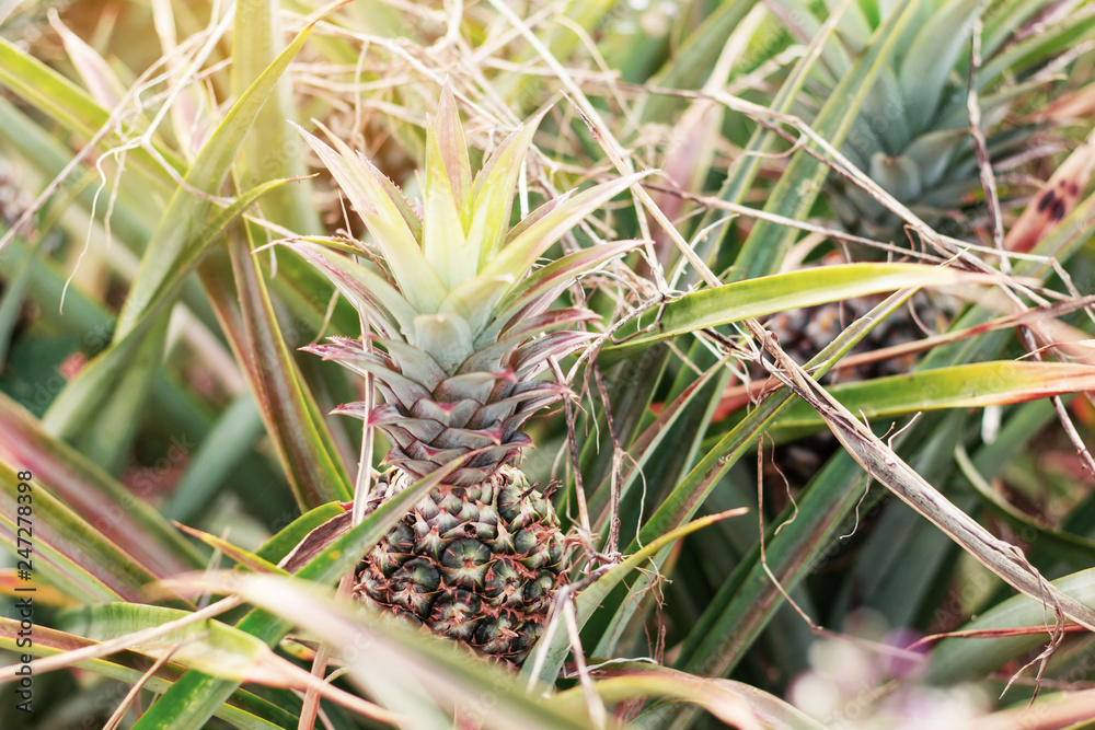 Obraz premium Pineapple on tree with sunlight.