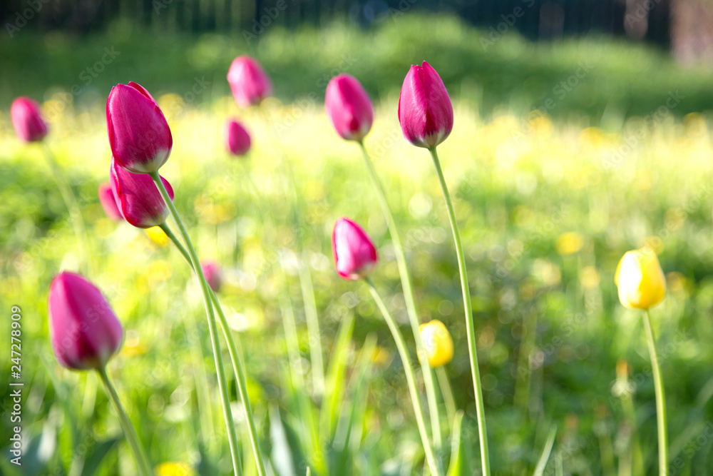 Beautiful yellow and red tulips in the rural Park Beautiful yellow and red tulips in the rural Park