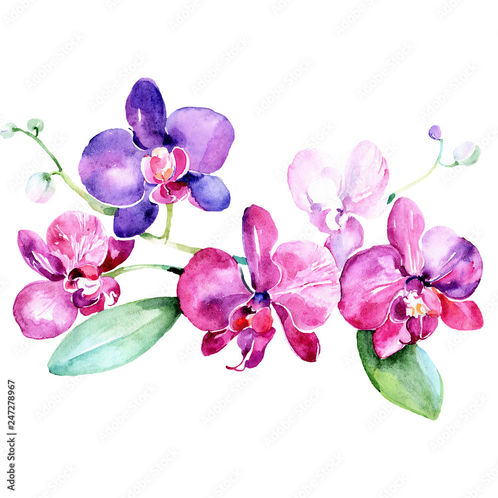 Obraz Różowe purpurowe orchidee kwiecisty botaniczny kwiat. Zestaw tła akwarela. Element ilustracja na białym tle bukiet.