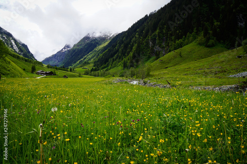 Meadow in the alps in front of Mountain