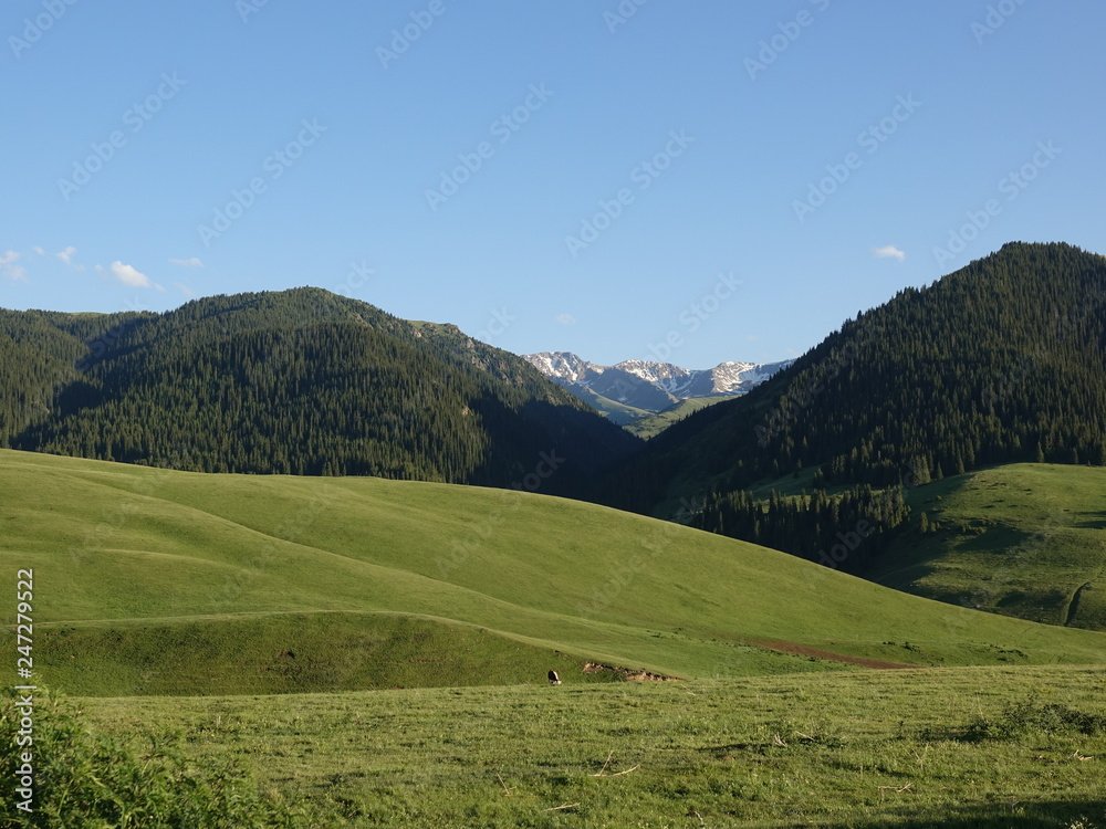 Alpine meadows. Zailiysky Alatau mountains. Kazakhstan.
