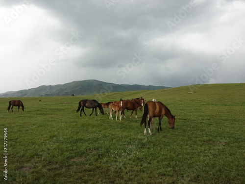 Fototapeta Naklejka Na Ścianę i Meble -  Horses, cows on a pasture in the mountains of Kazakhstan.