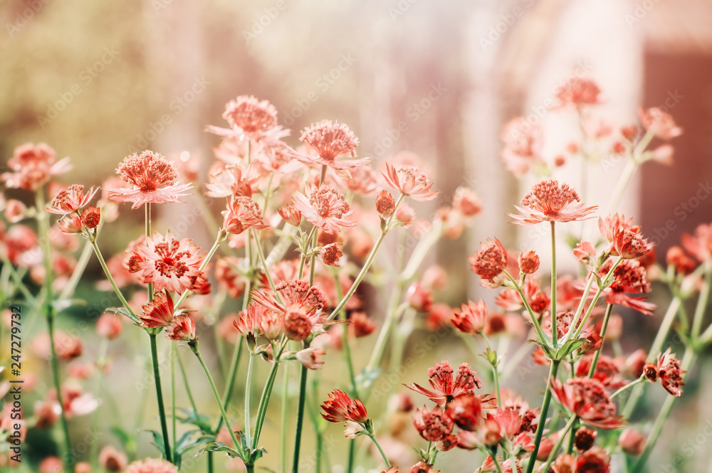 close up of blooming astrantia major in summer garden. Beautiful perennial for herbaceous border. close up of blooming astrantia major in summer garden. Beautiful perennial for herbaceous border.
