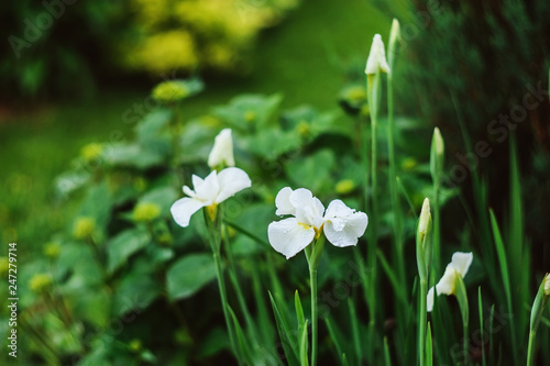 white sibirica irises blooming in summer garden. Growing beautiful flowers photo