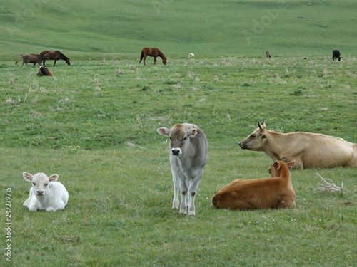 Fototapeta Naklejka Na Ścianę i Meble -  Horses, cows on a pasture in the mountains of Kazakhstan.