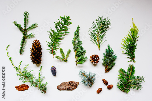 collection of various conifers and its cones on white backround. Set of juniperus, thuja, picea, abies, and pinus on white background. Botanical evergreen flat lay.