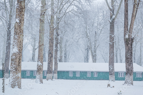 A panoramic view of a green barrack, hut, lodge in a dense forest during snowfall. Falling snow winter wonderland.