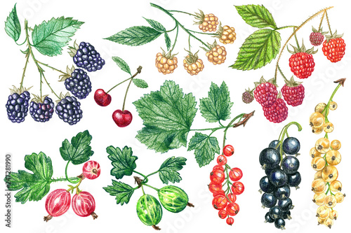 Fototapeta Naklejka Na Ścianę i Meble -  A set of berries painted with colored pencils on a white background. 