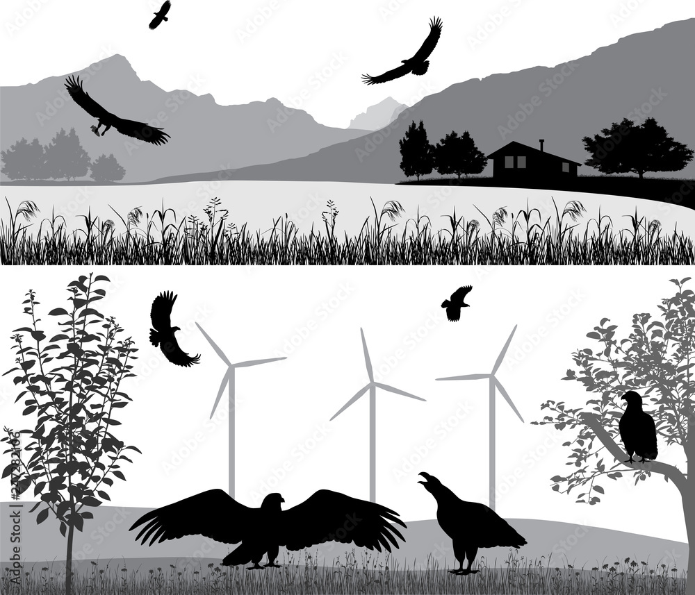 Obraz premium Silhouettes of sea eagles against the landscape and outdoors