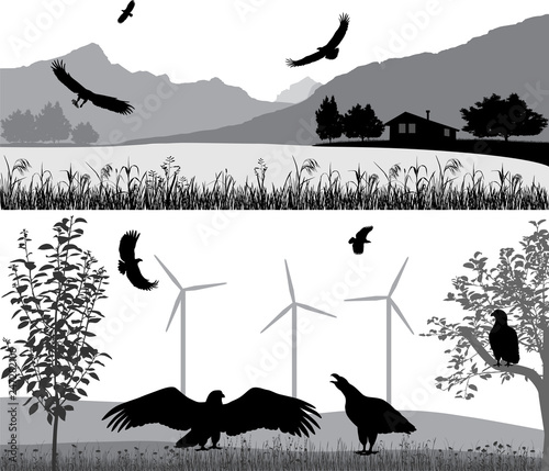 Silhouettes of sea eagles against the landscape and outdoors