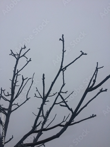 Leafless trees  photos of cloudy weather