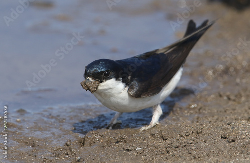 Tablou pe pânză A beautiful House Martin (Delichon urbica) at the side of a puddle with a beak full of mud to make its nest