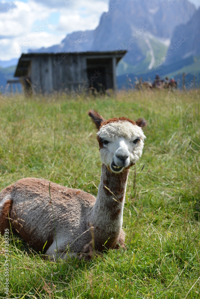 Fototapeta premium Il sorriso del lama