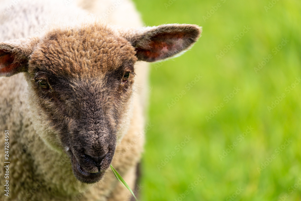 Sheep on grass field