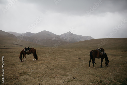 Horses, Kyrgyzstan © Ella