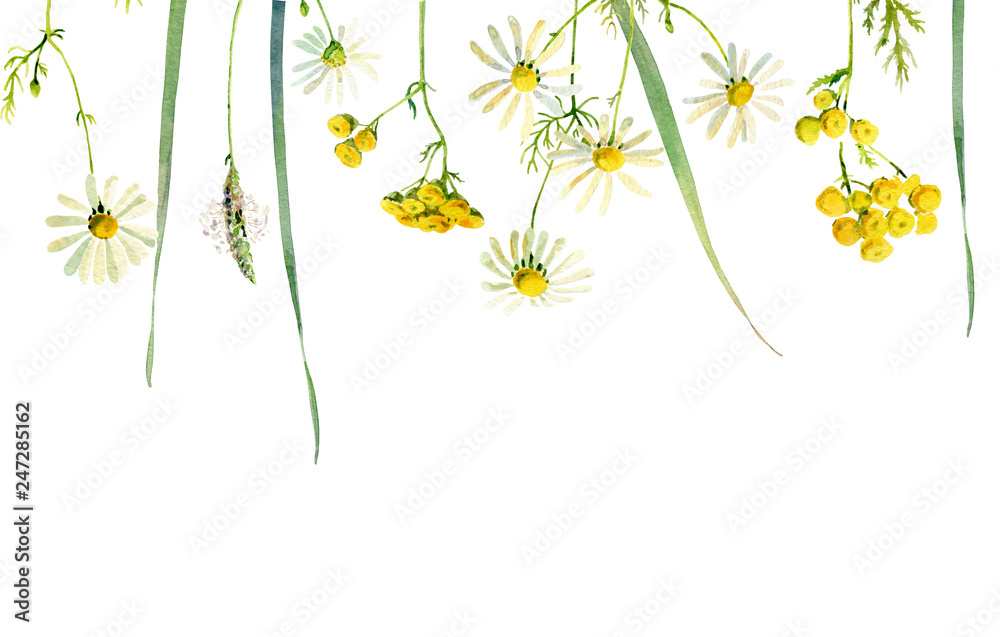 Watercolor frame of wild flowers of chamomile, tansy and herbs on a white background. For greetings and invitations
